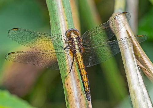Orthetrum glaucum